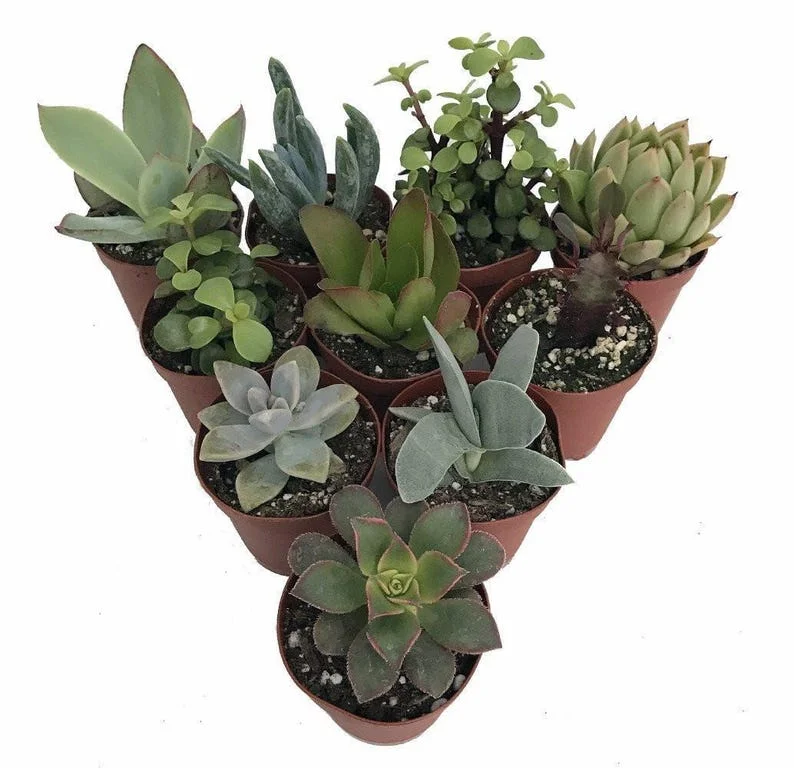 10 Succulent Plants for Terrarium & Fairy Garden – 2" Pots, Indoor Décor