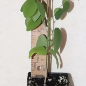 10" Tall Blue Butterfly Pea Organic Clitoria Ternatea Edible Flower