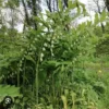 10 True Solomonseal Plant Bare Root Polygonatum Biflorum Seal Transplant | Organic Outdoor Shrubs