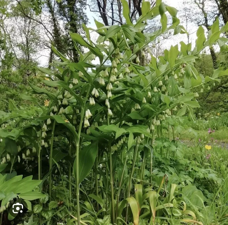 10 True Solomonseal Plant Bare Root Polygonatum Biflorum Seal Transplant | Organic Outdoor Shrubs