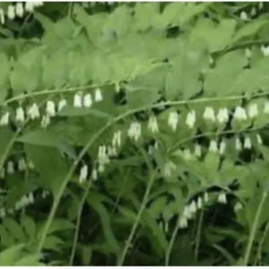 10 True Solomonseal Plant Bare Root Polygonatum Biflorum Seal Transplant | Organic Outdoor Shrubs