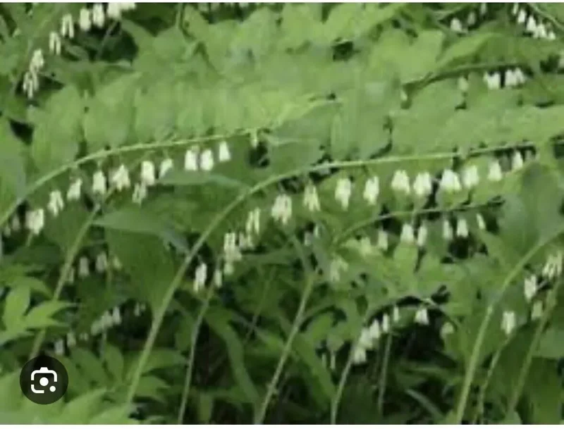 10 True Solomonseal Plant Bare Root Polygonatum Biflorum Seal Transplant | Organic Outdoor Shrubs
