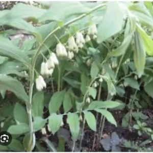 10 True Solomonseal Plant Bare Root Polygonatum Biflorum Seal Transplant | Organic Outdoor Shrubs