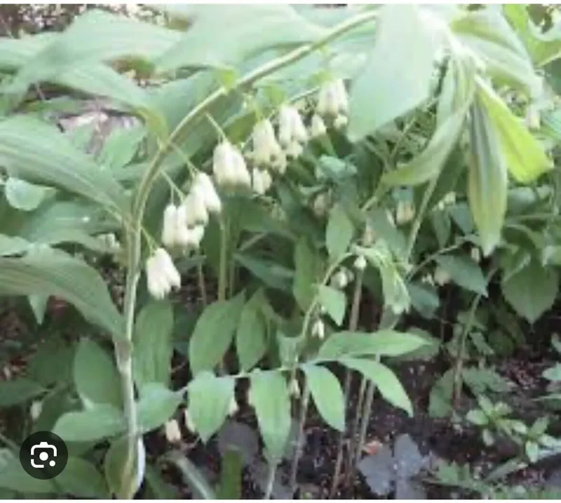 10 True Solomonseal Plant Bare Root Polygonatum Biflorum Seal Transplant | Organic Outdoor Shrubs