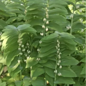 10 True Solomonseal Plant Bare Root Polygonatum Biflorum Seal Transplant | Organic Outdoor Shrubs