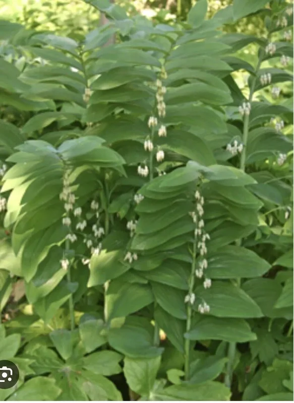 10 True Solomonseal Plant Bare Root Polygonatum Biflorum Seal Transplant | Organic Outdoor Shrubs