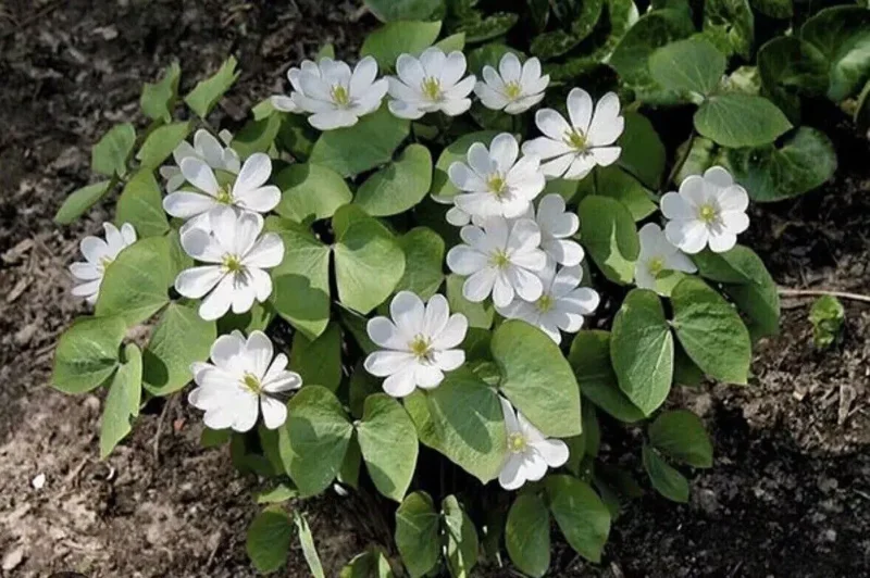 10 Twin Leaf Plant Bareroot Jeffersonia Diphylla, Organic Perennial Wildflower, Native Shade Plant