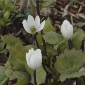 10 Twin Leaf Plant Bareroot Jeffersonia Diphylla, Organic Perennial Wildflower, Native Shade Plant