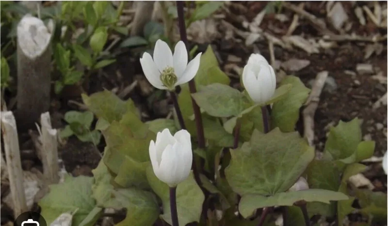 10 Twin Leaf Plant Bareroot Jeffersonia Diphylla, Organic Perennial Wildflower, Native Shade Plant