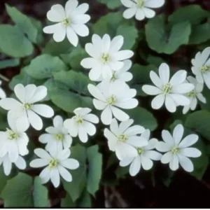 10 Twin Leaf Plant Bareroot Jeffersonia Diphylla, Organic Perennial Wildflower, Native Shade Plant