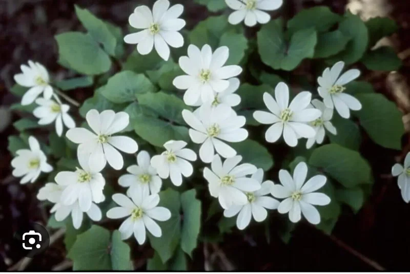 10 Twin Leaf Plant Bareroot Jeffersonia Diphylla, Organic Perennial Wildflower, Native Shade Plant