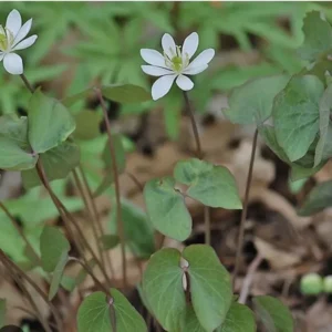 10 Twin Leaf Plant Bareroot Jeffersonia Diphylla, Organic Perennial Wildflower, Native Shade Plant