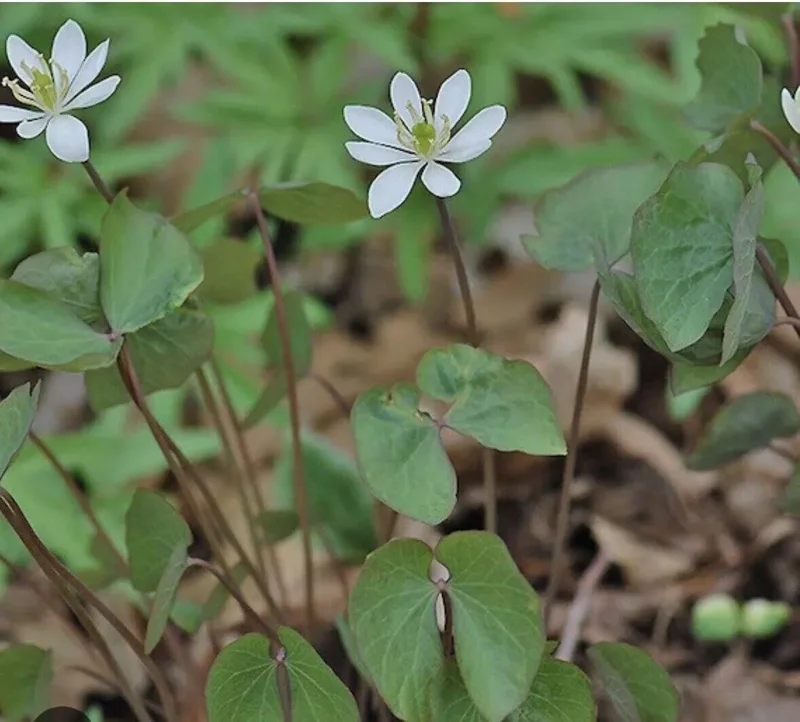 10 Twin Leaf Plant Bareroot Jeffersonia Diphylla, Organic Perennial Wildflower, Native Shade Plant