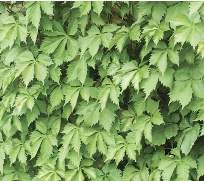 10 Virginia Creeper Vine Parthenocissus Bare Root Perennial Climbing Plants