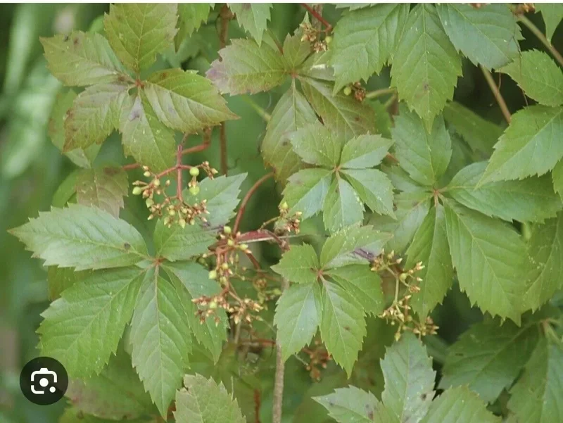 10 Virginia Creeper Vine Parthenocissus Bare Root Perennial Climbing Plants