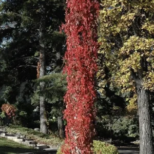 10 Virginia Creeper Vine Parthenocissus Bare Root Perennial Climbing Plants