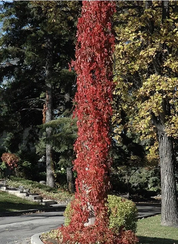 10 Virginia Creeper Vine Parthenocissus Bare Root Perennial Climbing Plants