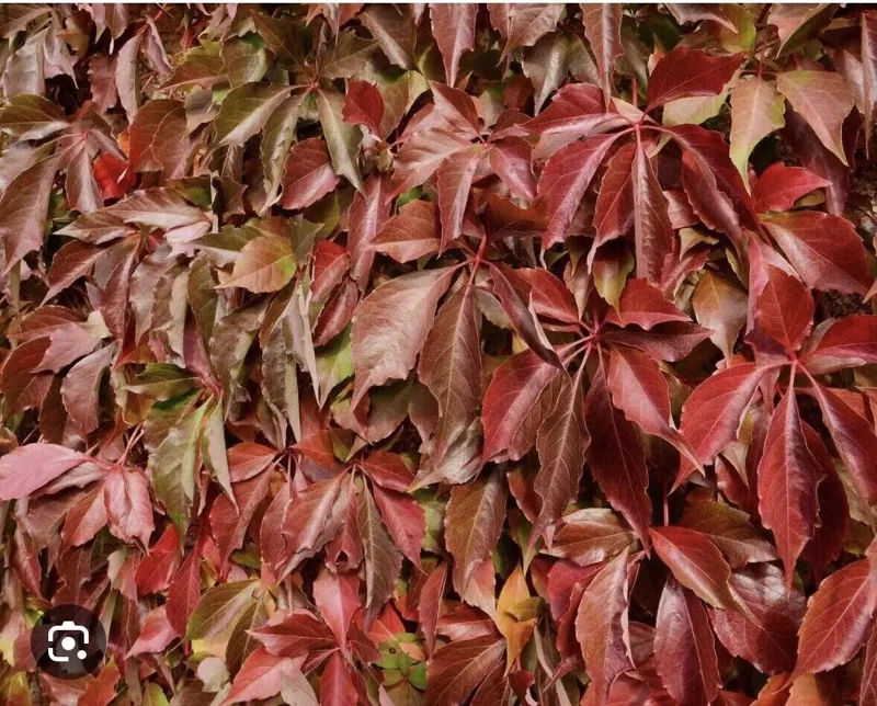 10 Virginia Creeper Vine Parthenocissus Bare Root Perennial Climbing Plants