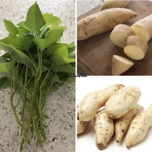 10 White Sweet Potato Slips Cuttings Khoai Lang Premium Starter Plants