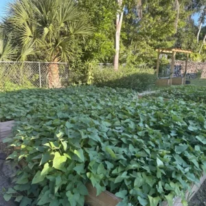 10 White Sweet Potato Slips Cuttings Khoai Lang Premium Starter Plants