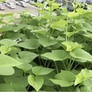 10 White Sweet Potato Slips Cuttings Khoai Lang Premium Starter Plants