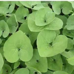 10 Wild Ginger Plant Roots Asarum Canadense Woodland Bare Root | Native Wildflower for Shade Gardens