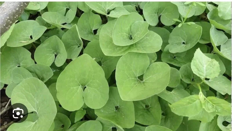 10 Wild Ginger Plant Roots Asarum Canadense Woodland Bare Root | Native Wildflower for Shade Gardens