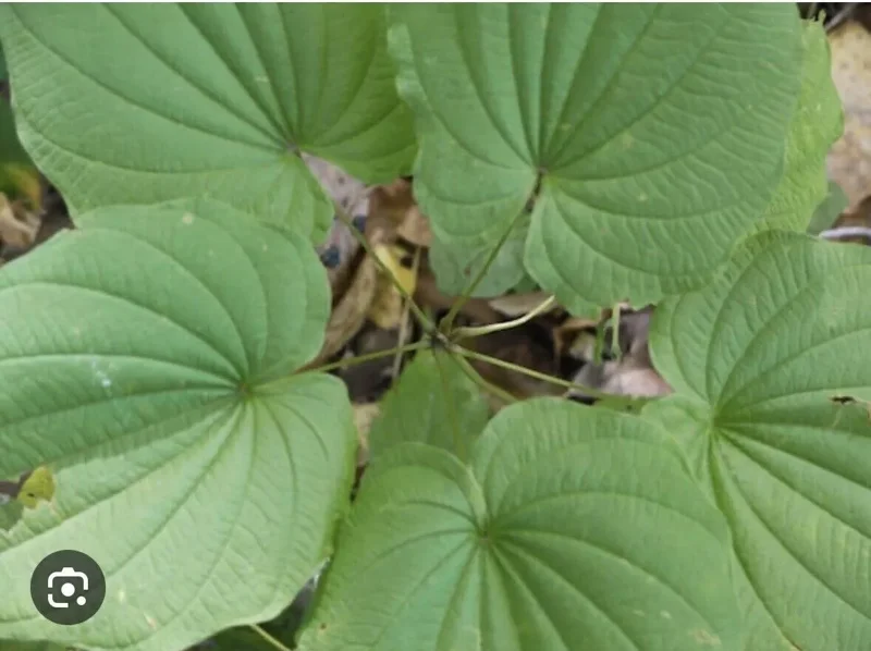 10 Wild Yam Plants Bare Root Dioscorea Organic Vine Bulbs Wildflower