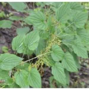 10 Wild Yam Plants Bare Root Dioscorea Organic Vine Bulbs Wildflower