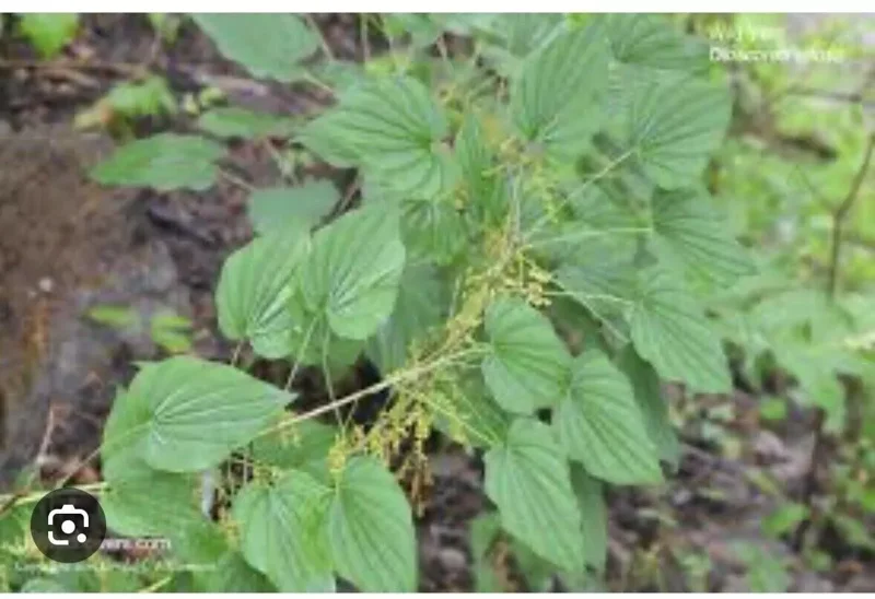 10 Wild Yam Plants Bare Root Dioscorea Organic Vine Bulbs Wildflower