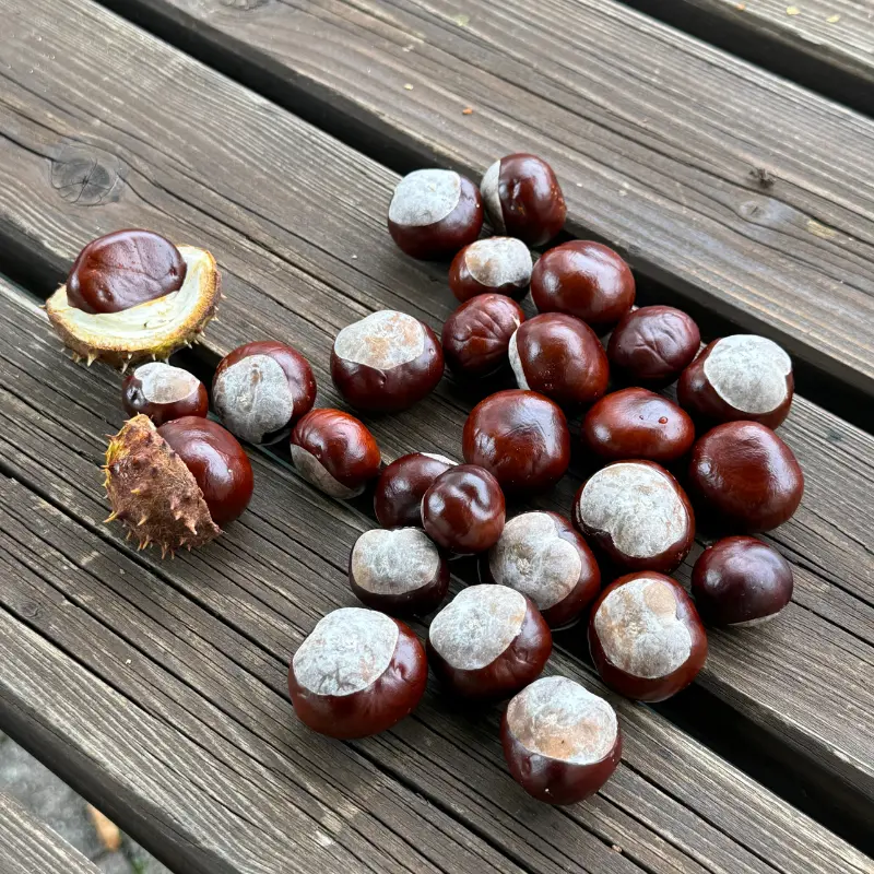10 Yellow Buckeye Tree Seeds Aesculus Octandra – Fast-Growing Shade Tree 3
