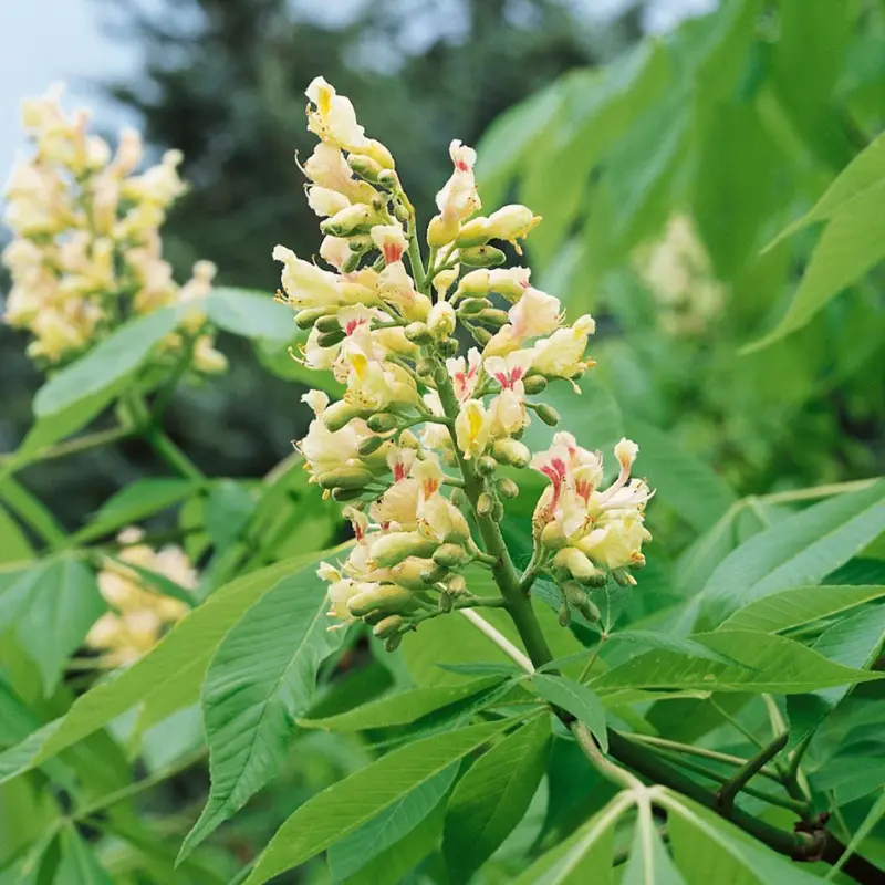 10 Yellow Buckeye Tree Seeds Aesculus Octandra – Fast-Growing Shade Tree 2