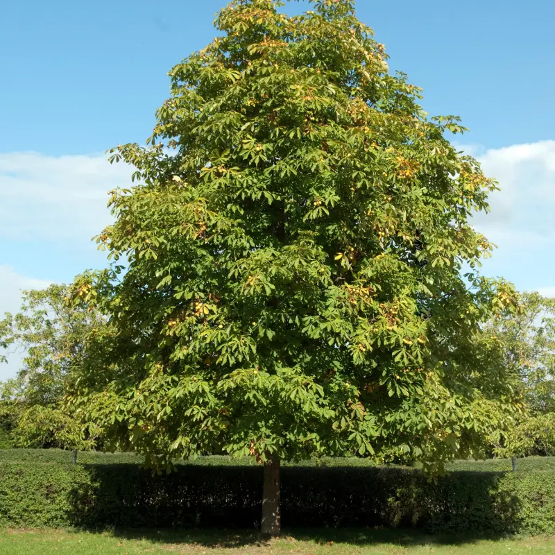 10 Yellow Buckeye Tree Seeds Aesculus Octandra – Fast-Growing Shade Tree