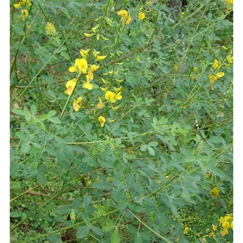 100 Seeds Chipilin Seeds - Guatemalan Giant - Garden & Planting