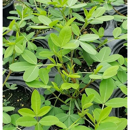 100 Seeds Chipilin Seeds - Guatemalan Giant - Garden & Planting
