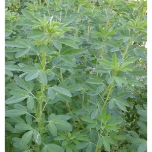 100 Seeds Chipilin Seeds - Guatemalan Giant - Garden & Planting