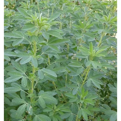 100 Seeds Chipilin Seeds - Guatemalan Giant - Garden & Planting