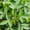 100 Seeds Chipilin Seeds - Guatemalan Giant - Garden & Planting 2