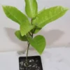 11" Florida Green Passion Fruit Seedling Organic Rare - Passiflora Edulis
