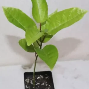 11" Florida Green Passion Fruit Seedling Organic Rare - Passiflora Edulis