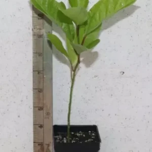 11" Florida Green Passion Fruit Seedling Organic Rare - Passiflora Edulis