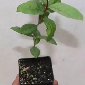 11" Ruby Supreme Guava Seedling Organic Sweet Psidium Guajava Tree