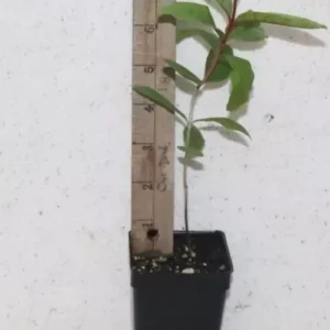 11" Ruby Supreme Guava Seedling Organic Sweet Psidium Guajava Tree