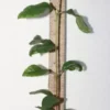 12" Blackberry Jam Fruit Seedling Organic Rosenbergiodendron Formosum