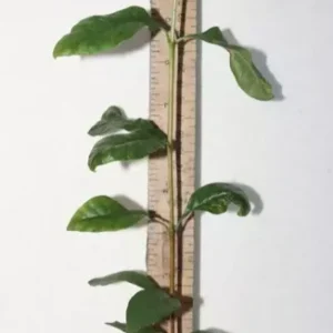 12" Blackberry Jam Fruit Seedling Organic Rosenbergiodendron Formosum