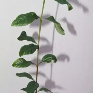 12" Blackberry Jam Fruit Seedling Organic Rosenbergiodendron Formosum