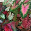 12 Caladium Seeds Bulbs - Mixed Color, Premium Quality, Shade-Loving