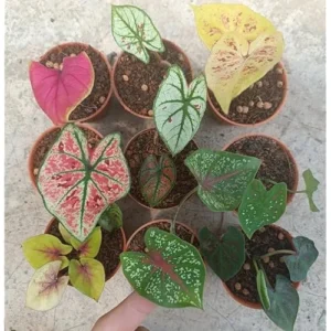 12 Caladium Seeds Bulbs - Mixed Color, Premium Quality, Shade-Loving