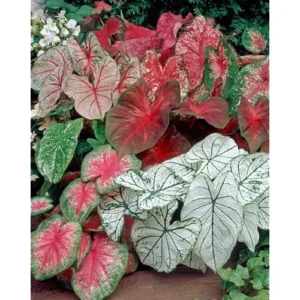 12 Caladium Seeds Bulbs - Mixed Color, Premium Quality, Shade-Loving