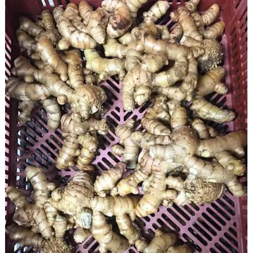1/2 Lb Fresh Turmeric Roots - Organic Live Rhizomes for Planting